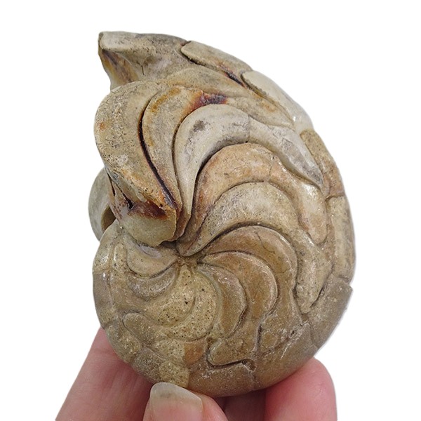 Hercoglossa cf. jacobi