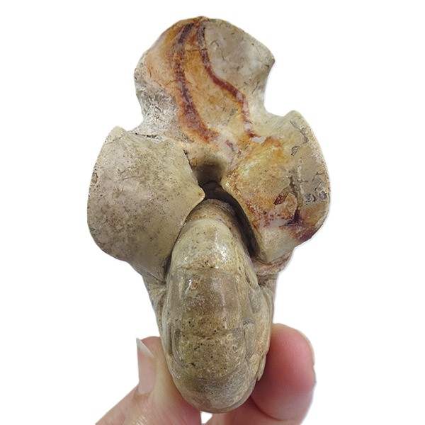 Hercoglossa cf. jacobi - Imagen 3