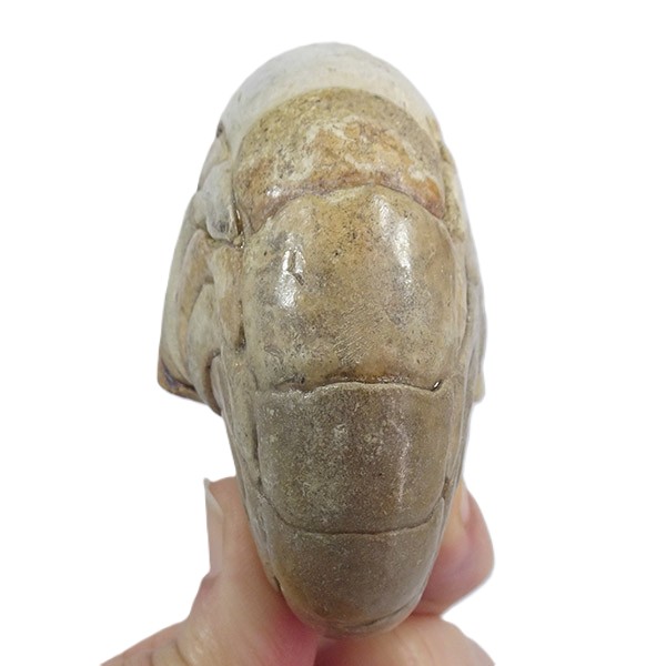 Hercoglossa cf. jacobi - Imagen 4