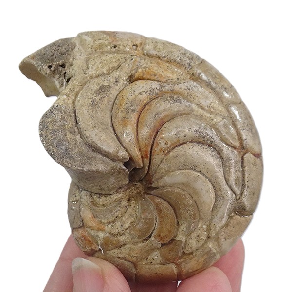 Hercoglossa cf. jacobi - Imagen 2