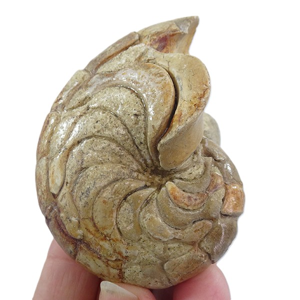 Hercoglossa cf. jacobi