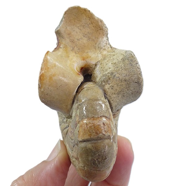 Hercoglossa cf. jacobi - Imagen 3