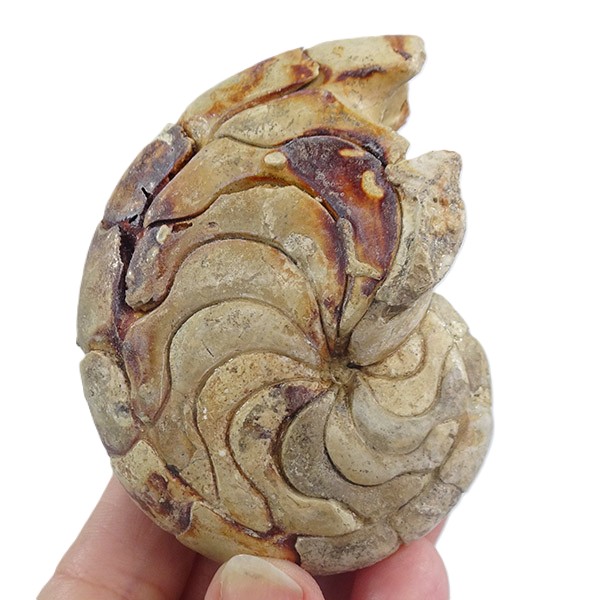 Hercoglossa cf. jacobi - Imagen 2