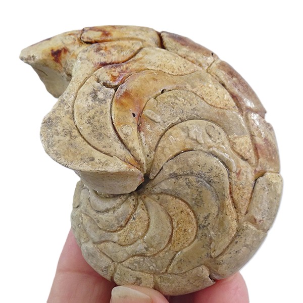 Hercoglossa cf. jacobi