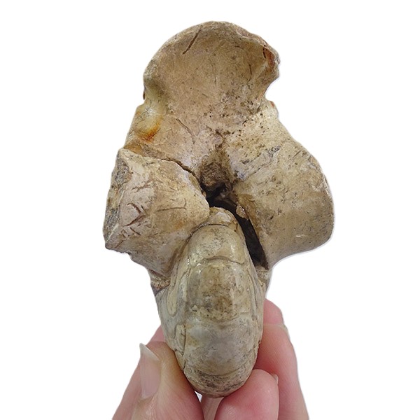 Hercoglossa cf. jacobi - Imagen 3