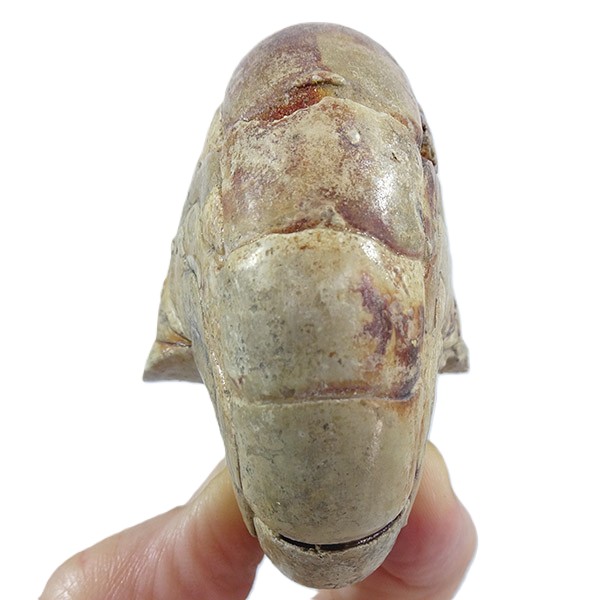 Hercoglossa cf. jacobi - Imagen 4