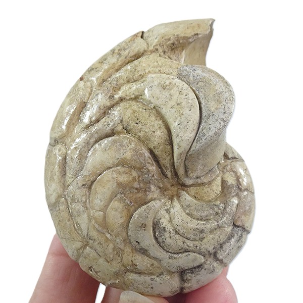 Hercoglossa cf. jacobi - Imagen 2