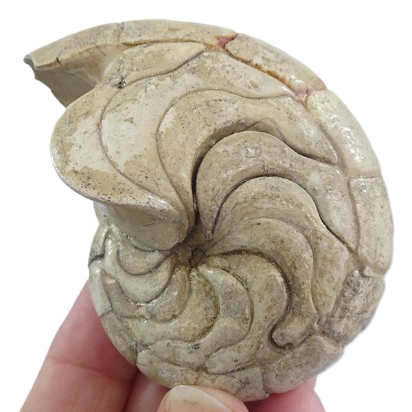 Hercoglossa cf. jacobi