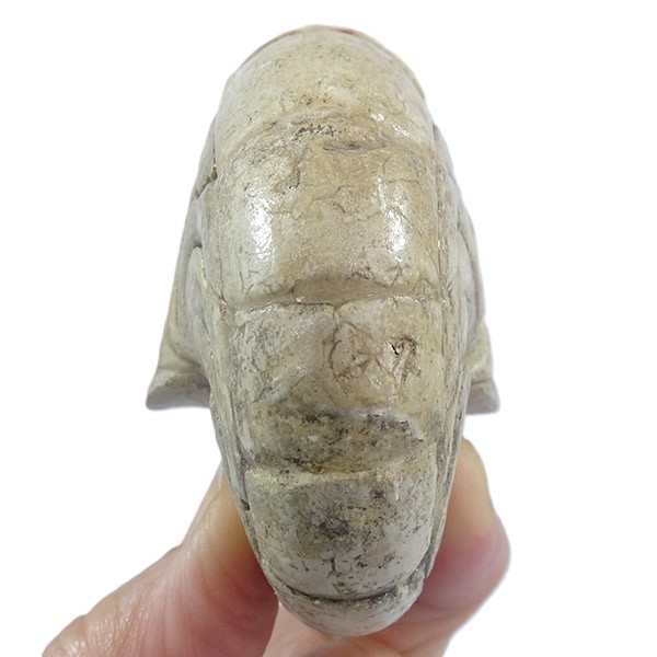 Hercoglossa cf. jacobi - Imagen 3