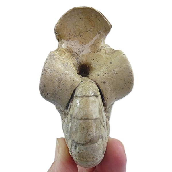 Hercoglossa cf. jacobi - Imagen 4