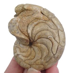 Hercoglossa cf. jacobi