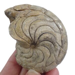 Hercoglossa cf. jacobi