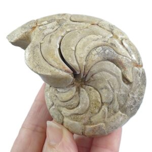 Hercoglossa cf. jacobi