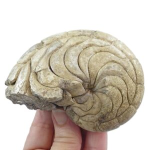 Hercoglossa cf. jacobi