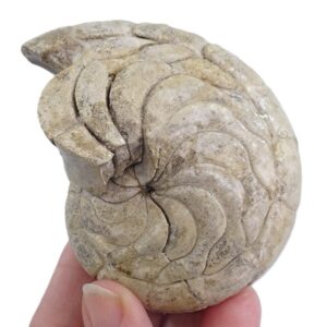 Hercoglossa cf. jacobi