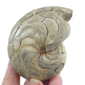 Hercoglossa cf. jacobi