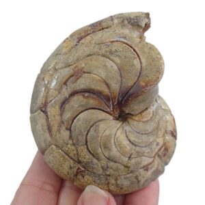 Hercoglossa cf. jacobi