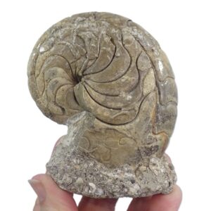 Hercoglossa cf. jacobi