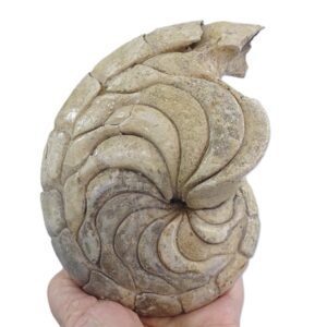 Hercoglossa cf. jacobi