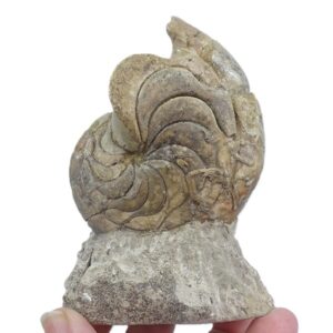 Hercoglossa cf. jacobi