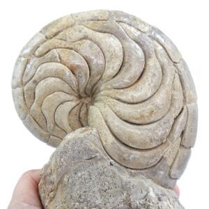 Hercoglossa cf. jacobi  VENDIDO