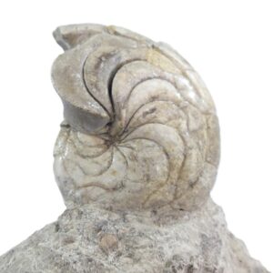 Hercoglossa cf. jacobi