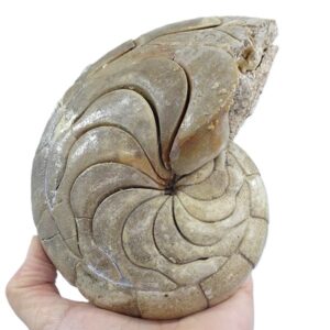 Hercoglossa cf. jacobi