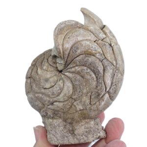 Hercoglossa cf. jacobi