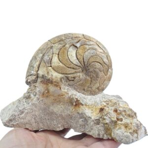 Hercoglossa cf. jacobi