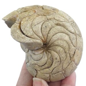 Hercoglossa cf. jacobi