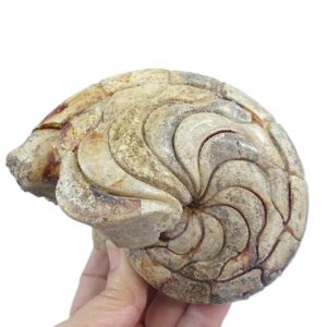 Hercoglossa cf. jacobi