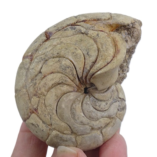 Hercoglossa cf. jacobi