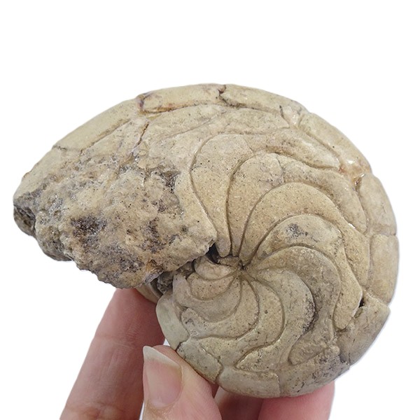 Hercoglossa cf. jacobi - Imagen 2