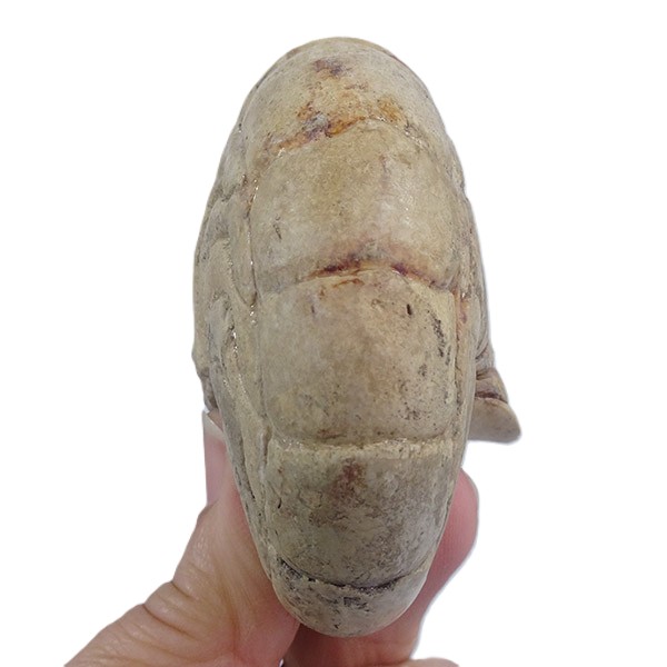 Hercoglossa cf. jacobi - Imagen 3