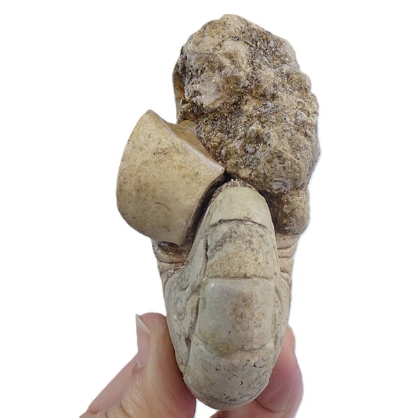 Hercoglossa cf. jacobi - Imagen 4