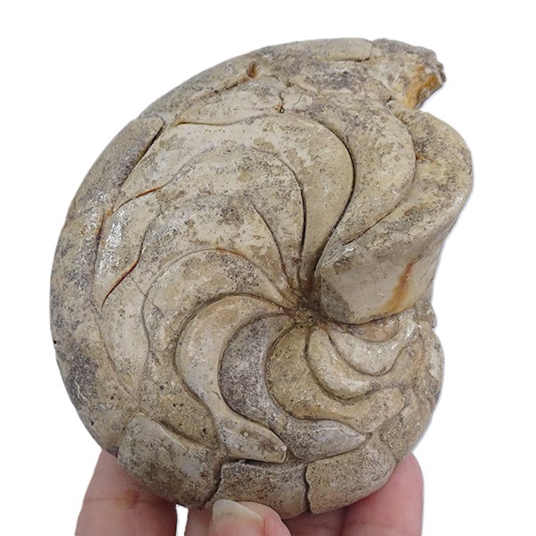 Hercoglossa cf. jacobi