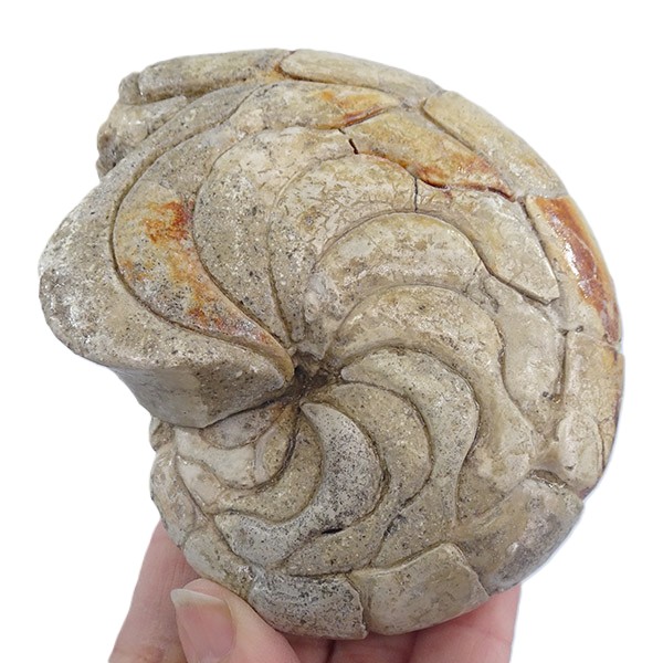 Hercoglossa cf. jacobi - Imagen 2