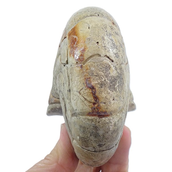 Hercoglossa cf. jacobi - Imagen 3