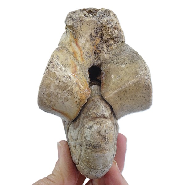 Hercoglossa cf. jacobi - Imagen 4