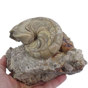 Hercoglossa cf. jacobi