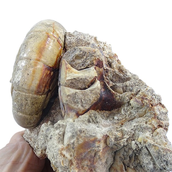 Hercoglossa cf. jacobi - Imagen 5