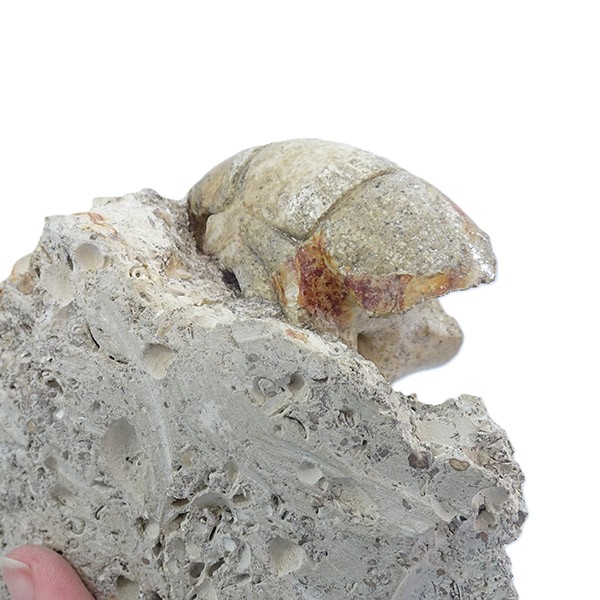 Hercoglossa cf. jacobi - Imagen 4