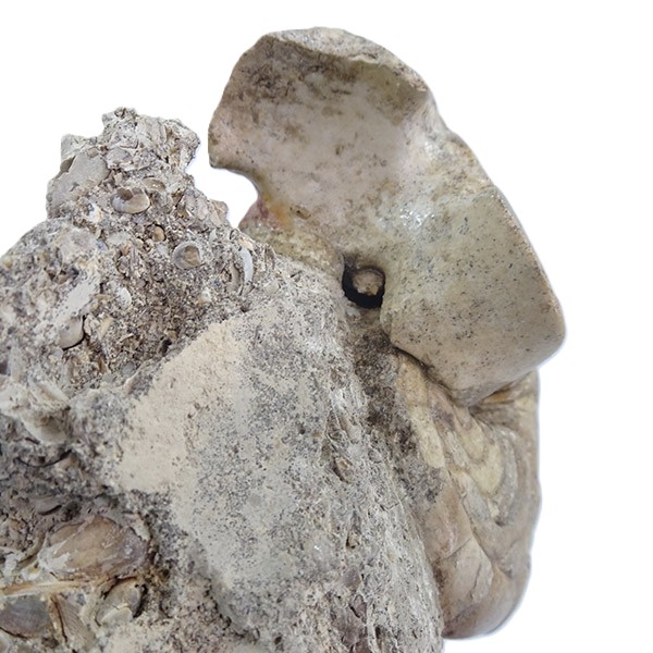 Hercoglossa cf. jacobi - Imagen 3