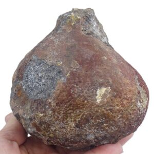 Lobolito de Scyphocrinites elegans