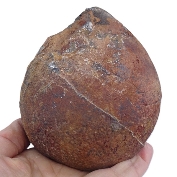 Lobolito de Scyphocrinites elegans