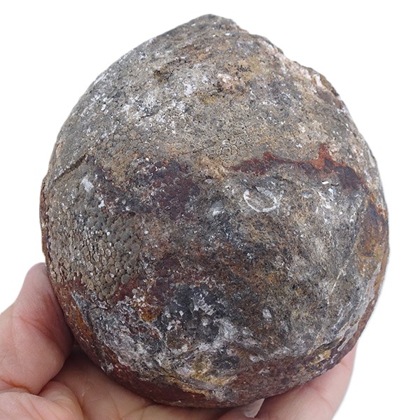 Lobolito de Scyphocrinites elegans - Imagen 3