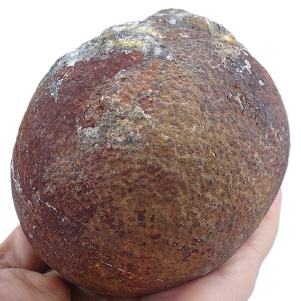 Lobolito de Scyphocrinites elegans - Imagen 4