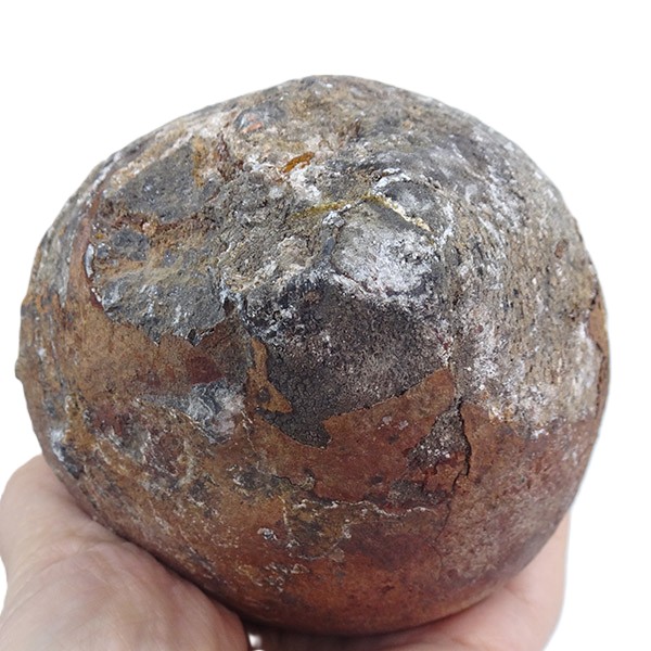 Lobolito de Scyphocrinites elegans - Imagen 5