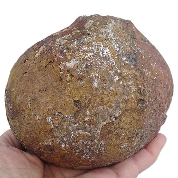 Lobolito de Scyphocrinites elegans