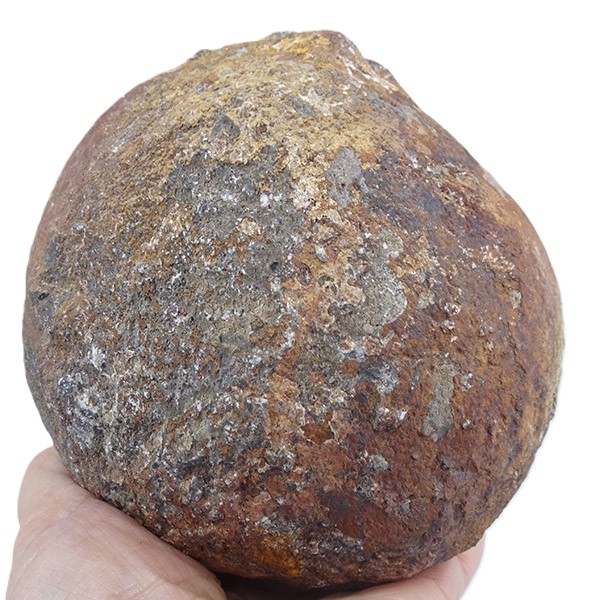 Lobolito de Scyphocrinites elegans - Imagen 3